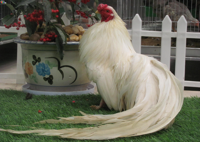 Đại gia chi tiền triệu tìm giống gà quý tộc - Hình 8 Dai gia chi tien trieu tim giong ga quy toc-Hinh-8