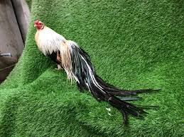 Đại gia chi tiền triệu tìm giống gà quý tộc - Hình 10 Dai gia chi tien trieu tim giong ga quy toc-Hinh-10