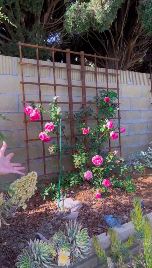 Cận cảnh khu vườn ngập hoa trong biệt thự của Hồng Đào - Hình 6 Can canh khu vuon ngap hoa trong biet thu cua Hong Dao-Hinh-6