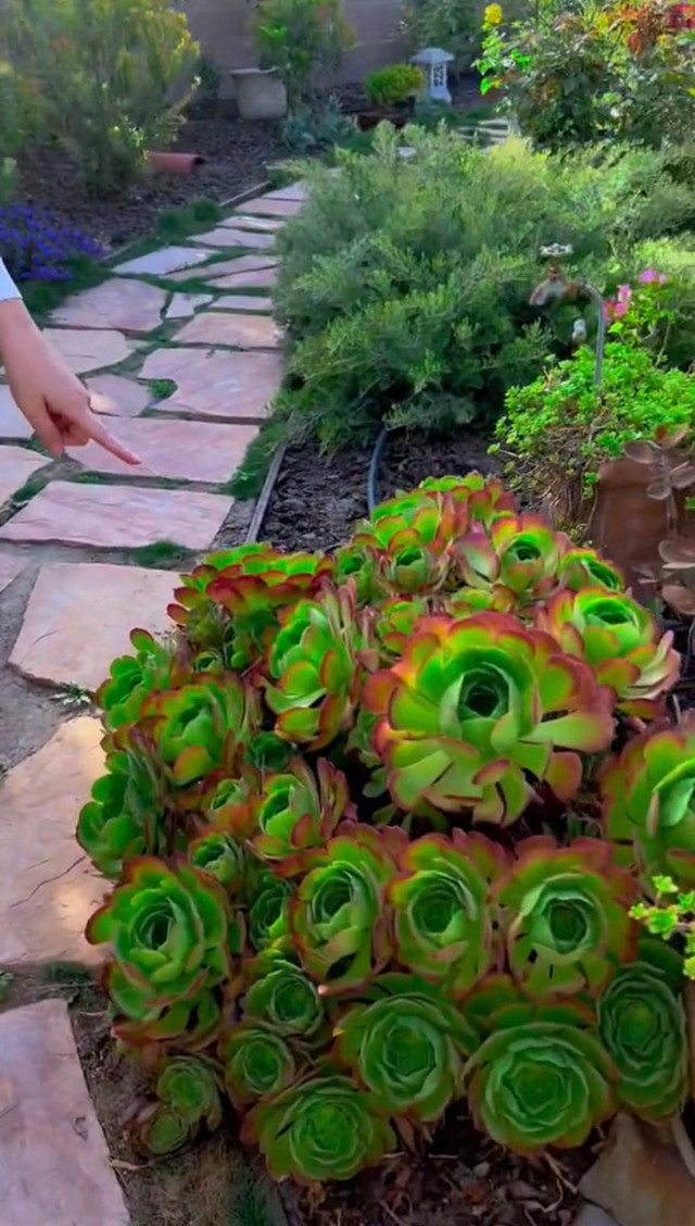 Cận cảnh khu vườn ngập hoa trong biệt thự của Hồng Đào - Hình 4 Can canh khu vuon ngap hoa trong biet thu cua Hong Dao-Hinh-4