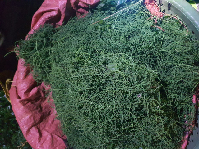 Hoa rau ngot rung co gi dac biet ma gia 