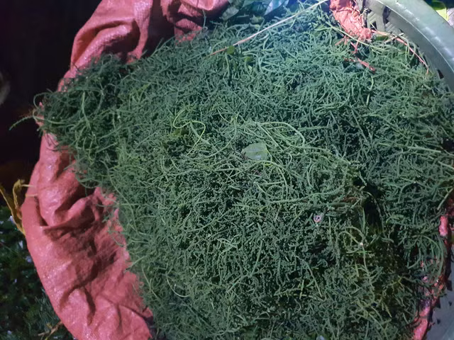 Hoa rau ngot rung co gi dac biet ma gia 