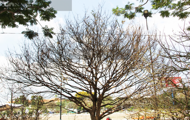 Những cây cảnh giống cành củi khô vẫn có giá bạc tỷ - Hình 2 Nhung cay canh giong canh cui kho van co gia bac ty-Hinh-2