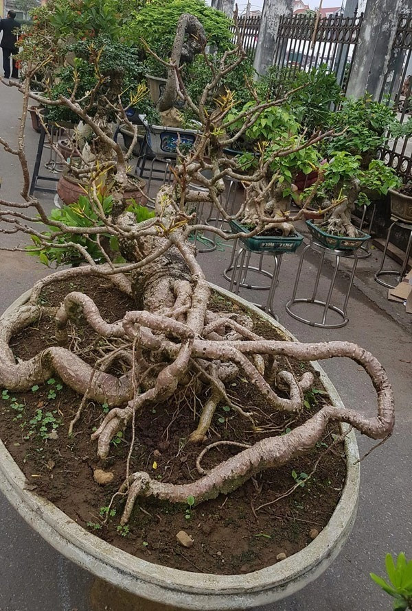 Những cây cảnh giống cành củi khô vẫn có giá bạc tỷ - Hình 10 Nhung cay canh giong canh cui kho van co gia bac ty-Hinh-10