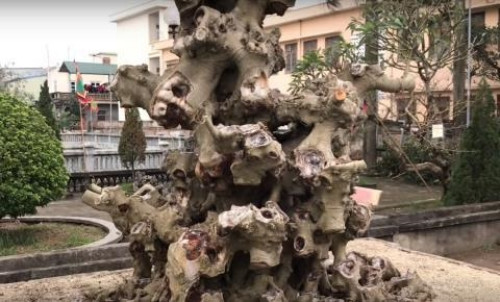 Những cây cảnh giống cành củi khô vẫn có giá bạc tỷ - Hình 5 Nhung cay canh giong canh cui kho van co gia bac ty-Hinh-5