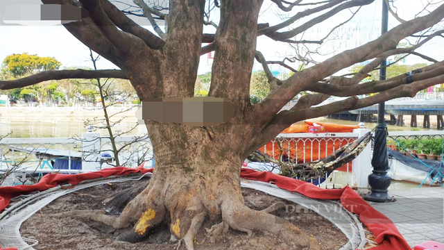 Những cây cảnh giống cành củi khô vẫn có giá bạc tỷ - Hình 3 Nhung cay canh giong canh cui kho van co gia bac ty-Hinh-3