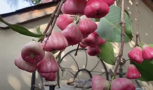 Chi tiet khu vuon ngap cay trai cua NSUT Bao Quoc tai My-Hinh-7