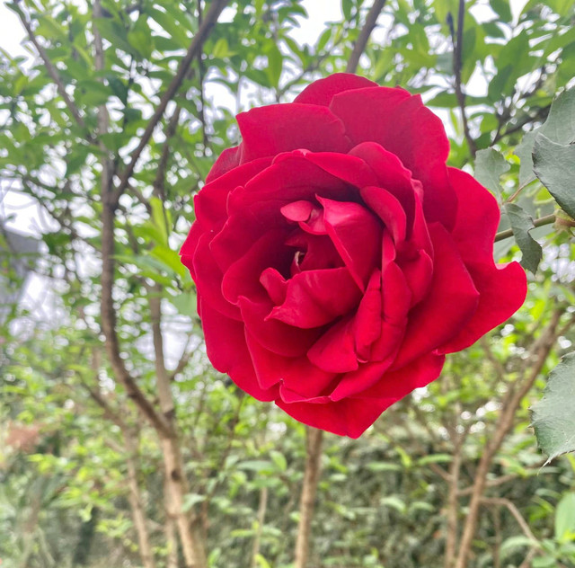 NSND Thanh Hoa sở hữu biệt thự ngàn m2 ngập sắc hoa - Hình 6 NSND Thanh Hoa so huu biet thu ngan m2 ngap sac hoa-Hinh-6