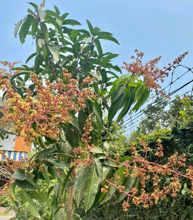 NSND Thanh Hoa sở hữu biệt thự ngàn m2 ngập sắc hoa - Hình 11 NSND Thanh Hoa so huu biet thu ngan m2 ngap sac hoa-Hinh-11