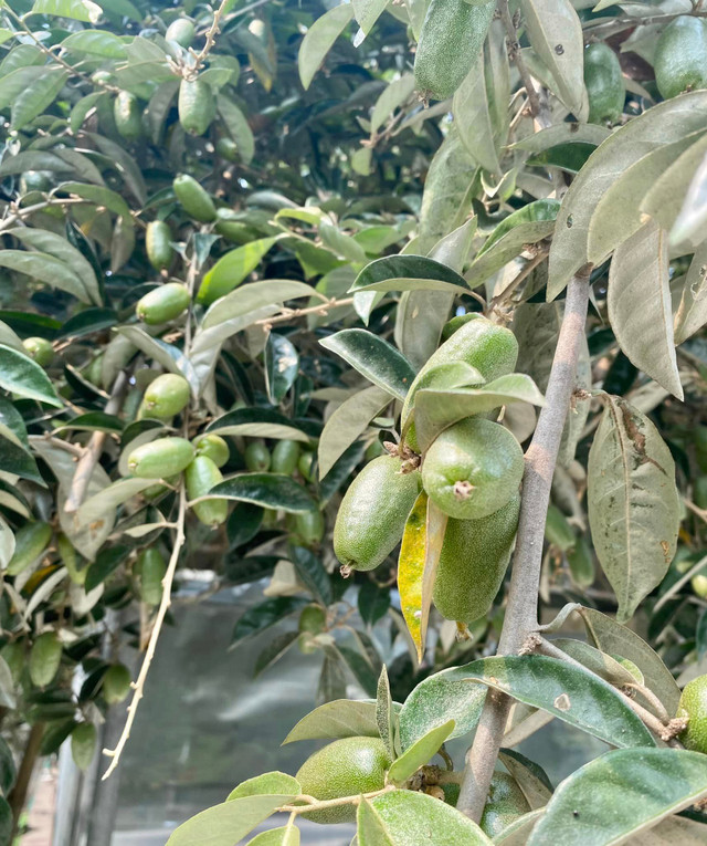 NSND Thanh Hoa sở hữu biệt thự ngàn m2 ngập sắc hoa - Hình 12 NSND Thanh Hoa so huu biet thu ngan m2 ngap sac hoa-Hinh-12