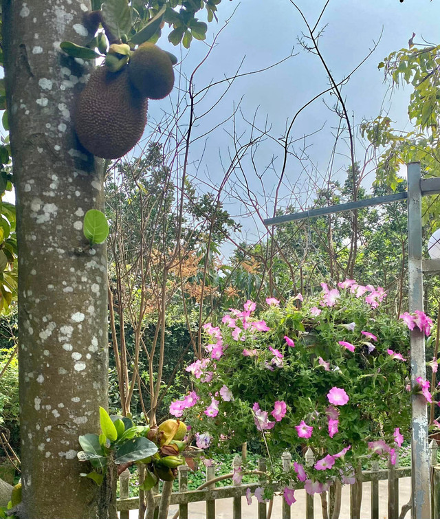 NSND Thanh Hoa sở hữu biệt thự ngàn m2 ngập sắc hoa - Hình 10 NSND Thanh Hoa so huu biet thu ngan m2 ngap sac hoa-Hinh-10