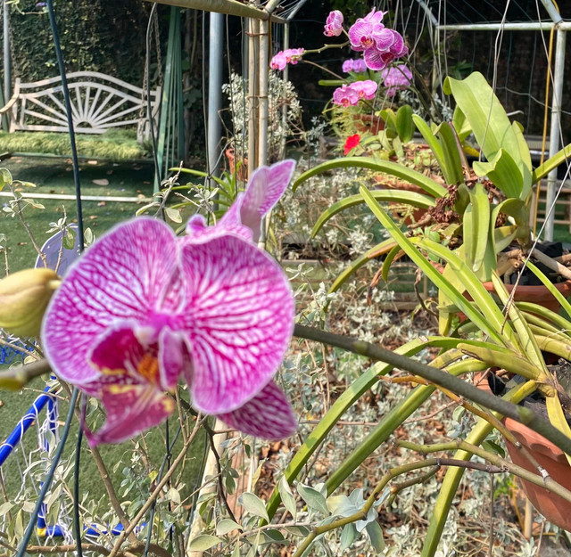 NSND Thanh Hoa sở hữu biệt thự ngàn m2 ngập sắc hoa - Hình 9 NSND Thanh Hoa so huu biet thu ngan m2 ngap sac hoa-Hinh-9