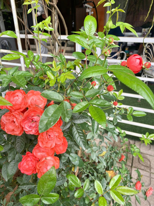 NSND Thanh Hoa sở hữu biệt thự ngàn m2 ngập sắc hoa - Hình 3 NSND Thanh Hoa so huu biet thu ngan m2 ngap sac hoa-Hinh-3