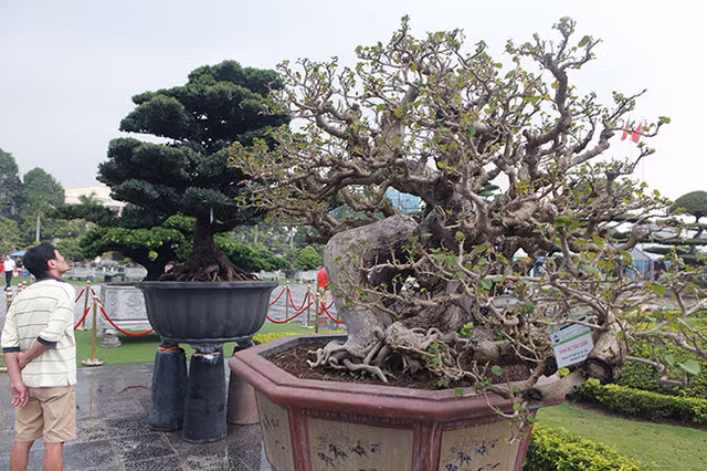 Hoa dam but tro thanh sieu pham bonsai dat hang-Hinh-6