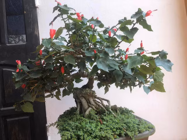 Hoa dam but tro thanh sieu pham bonsai dat hang-Hinh-7