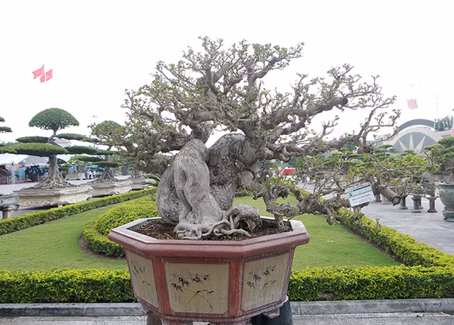 Hoa dam but tro thanh sieu pham bonsai dat hang-Hinh-4