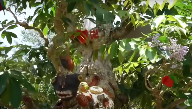 Choáng ngợp cây cổ thụ gần 70 tỷ ở miền Tây - Hình 9 Choang ngop cay co thu gan 70 ty o mien Tay-Hinh-9