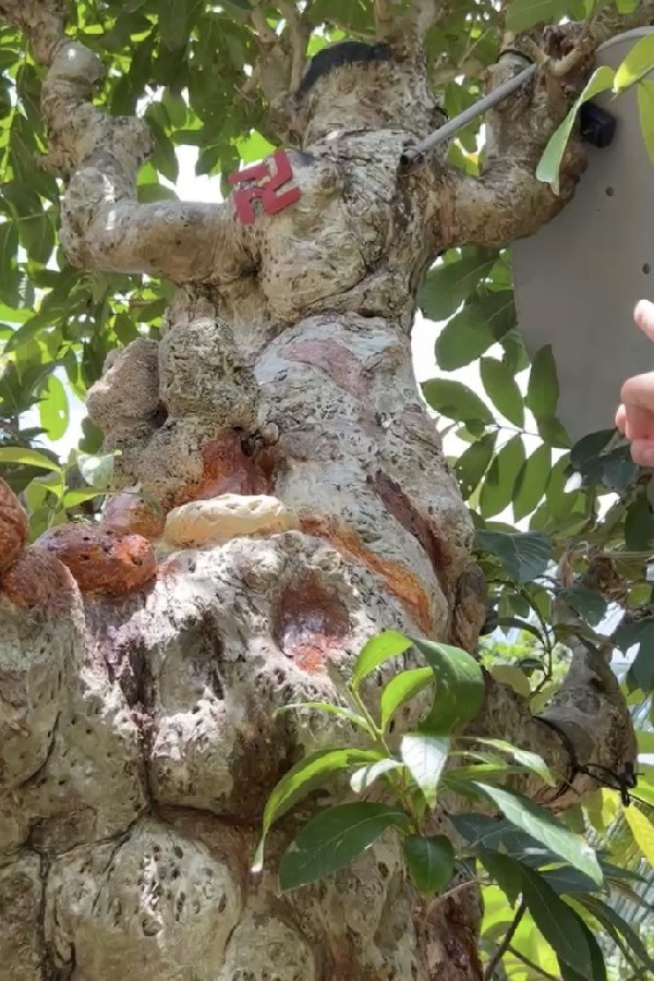 Choáng ngợp cây cổ thụ gần 70 tỷ ở miền Tây - Hình 3 Choang ngop cay co thu gan 70 ty o mien Tay-Hinh-3