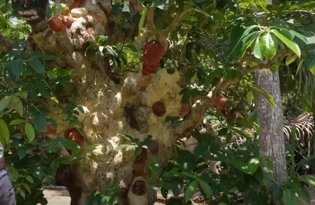 Choáng ngợp cây cổ thụ gần 70 tỷ ở miền Tây - Hình 4 Choang ngop cay co thu gan 70 ty o mien Tay-Hinh-4