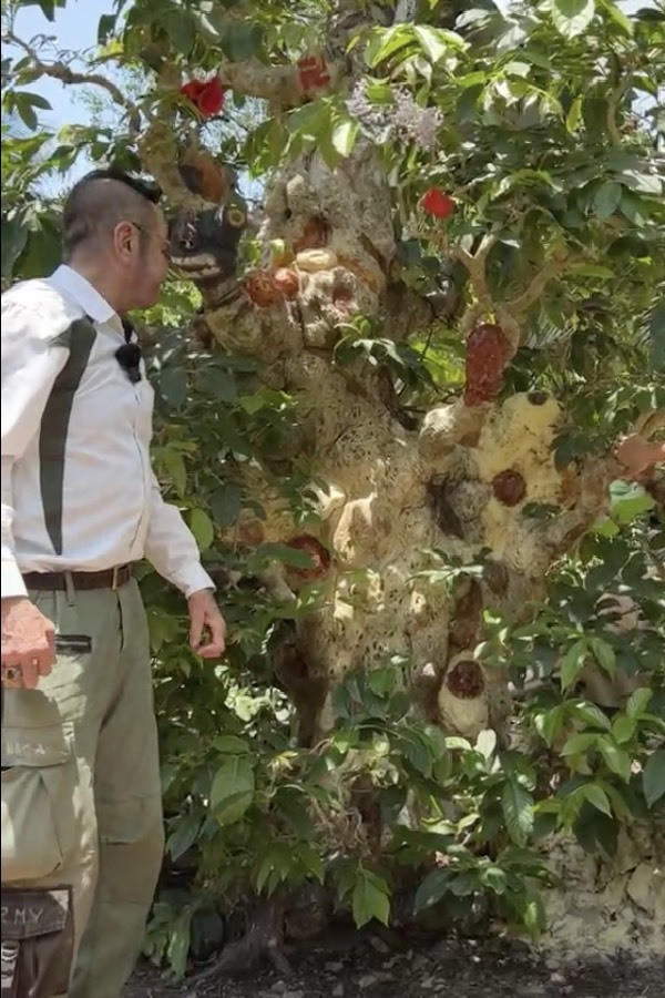 Choáng ngợp cây cổ thụ gần 70 tỷ ở miền Tây - Hình 6 Choang ngop cay co thu gan 70 ty o mien Tay-Hinh-6