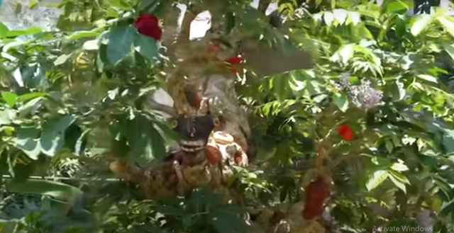 Choáng ngợp cây cổ thụ gần 70 tỷ ở miền Tây - Hình 2 Choang ngop cay co thu gan 70 ty o mien Tay-Hinh-2