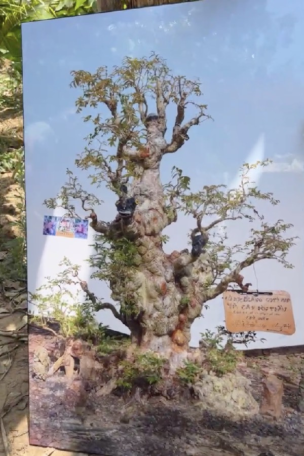 Choáng ngợp cây cổ thụ gần 70 tỷ ở miền Tây - Hình 5 Choang ngop cay co thu gan 70 ty o mien Tay-Hinh-5