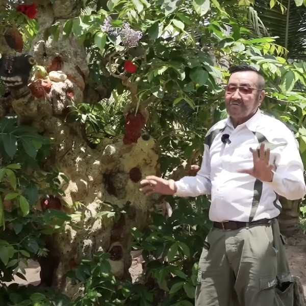 Choáng ngợp cây cổ thụ gần 70 tỷ ở miền Tây - Hình 8 Choang ngop cay co thu gan 70 ty o mien Tay-Hinh-8