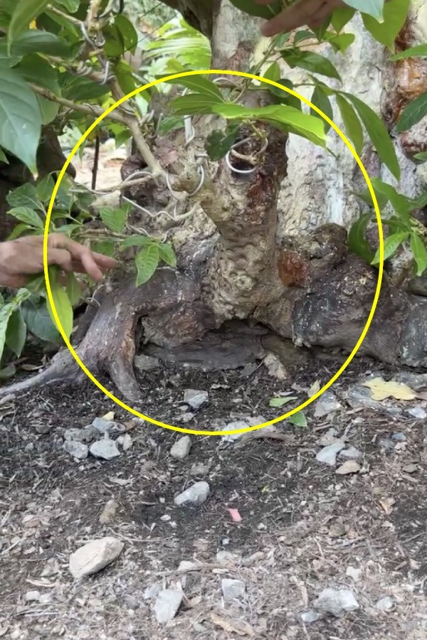 Choáng ngợp cây cổ thụ gần 70 tỷ ở miền Tây - Hình 7 Choang ngop cay co thu gan 70 ty o mien Tay-Hinh-7