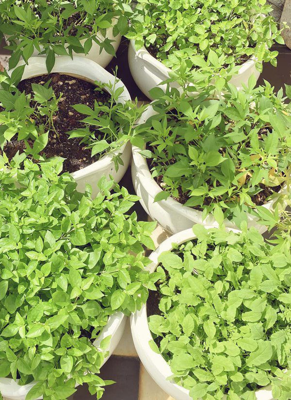 Ngắm biệt thự trĩu cây trái của Giáng My - Hình 5 Ngam biet thu triu cay trai cua Giang My-Hinh-5