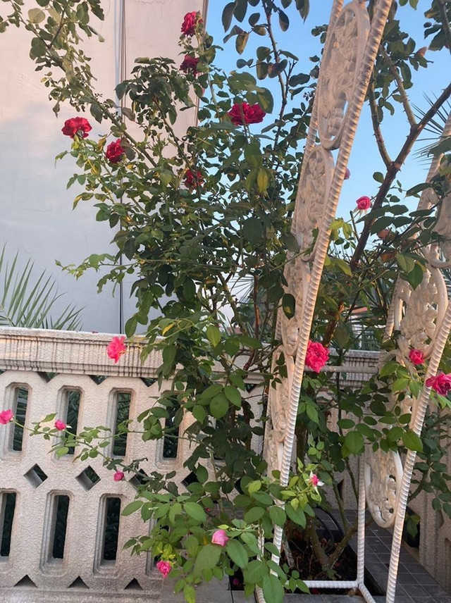 Ngắm biệt thự trĩu cây trái của Giáng My - Hình 9 Ngam biet thu triu cay trai cua Giang My-Hinh-9