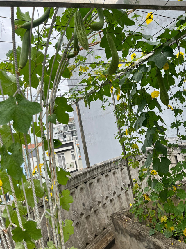 Ngắm biệt thự trĩu cây trái của Giáng My - Hình 6 Ngam biet thu triu cay trai cua Giang My-Hinh-6