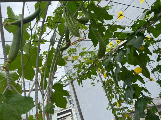 Ngắm biệt thự trĩu cây trái của Giáng My - Hình 4 Ngam biet thu triu cay trai cua Giang My-Hinh-4