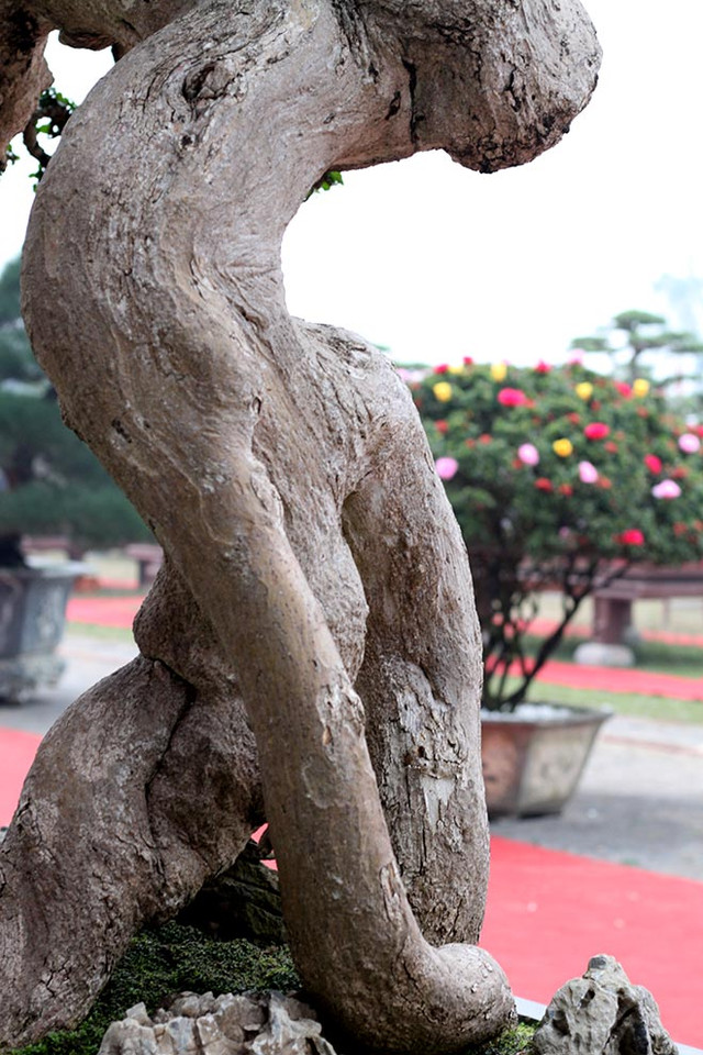 Mê mẩn duối cổ thụ đại gia chi tiền tỷ không mua được - Hình 10 Me man duoi co thu dai gia chi tien ty khong mua duoc-Hinh-10