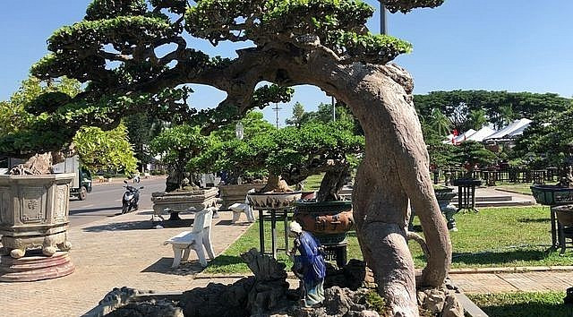 Mê mẩn duối cổ thụ đại gia chi tiền tỷ không mua được - Hình 4 Me man duoi co thu dai gia chi tien ty khong mua duoc-Hinh-4