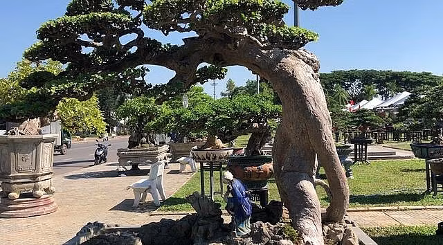 Mê mẩn duối cổ thụ đại gia chi tiền tỷ không mua được - Hình 4 Me man duoi co thu dai gia chi tien ty khong mua duoc-Hinh-4