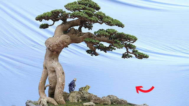 Mê mẩn duối cổ thụ đại gia chi tiền tỷ không mua được - Hình 6 Me man duoi co thu dai gia chi tien ty khong mua duoc-Hinh-6