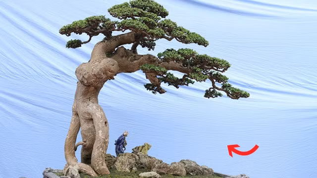 Mê mẩn duối cổ thụ đại gia chi tiền tỷ không mua được - Hình 6 Me man duoi co thu dai gia chi tien ty khong mua duoc-Hinh-6