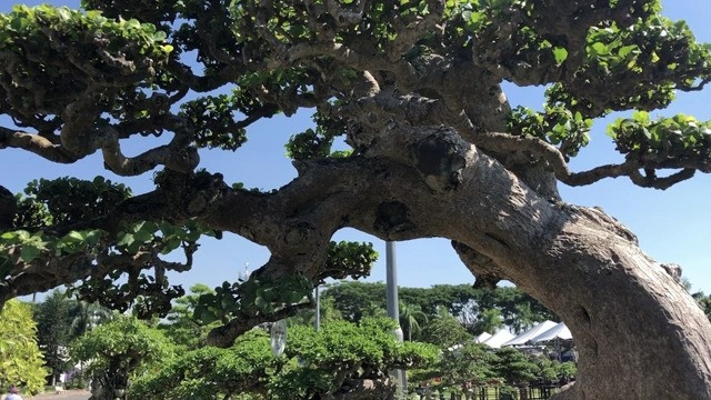 Mê mẩn duối cổ thụ đại gia chi tiền tỷ không mua được - Hình 5 Me man duoi co thu dai gia chi tien ty khong mua duoc-Hinh-5