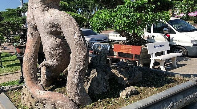 Mê mẩn duối cổ thụ đại gia chi tiền tỷ không mua được - Hình 3 Me man duoi co thu dai gia chi tien ty khong mua duoc-Hinh-3