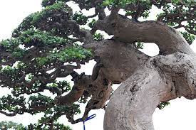 Mê mẩn duối cổ thụ đại gia chi tiền tỷ không mua được - Hình 9 Me man duoi co thu dai gia chi tien ty khong mua duoc-Hinh-9