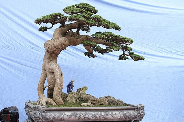 Mê mẩn duối cổ thụ đại gia chi tiền tỷ không mua được - Hình 2 Me man duoi co thu dai gia chi tien ty khong mua duoc-Hinh-2