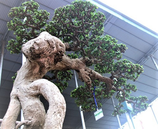 Mê mẩn duối cổ thụ đại gia chi tiền tỷ không mua được - Hình 8 Me man duoi co thu dai gia chi tien ty khong mua duoc-Hinh-8