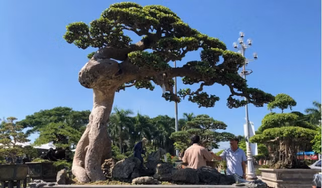 Mê mẩn duối cổ thụ đại gia chi tiền tỷ không mua được Me man duoi co thu dai gia chi tien ty khong mua duoc