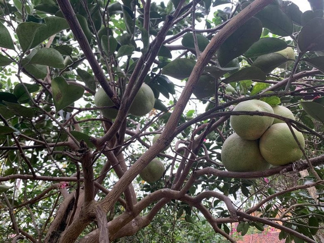 Cận cảnh biệt phủ gỗ lim rộng 1.000m2 ở Nam Định - Hình 10 Can canh biet phu go lim rong 1.000m2 o Nam Dinh-Hinh-10