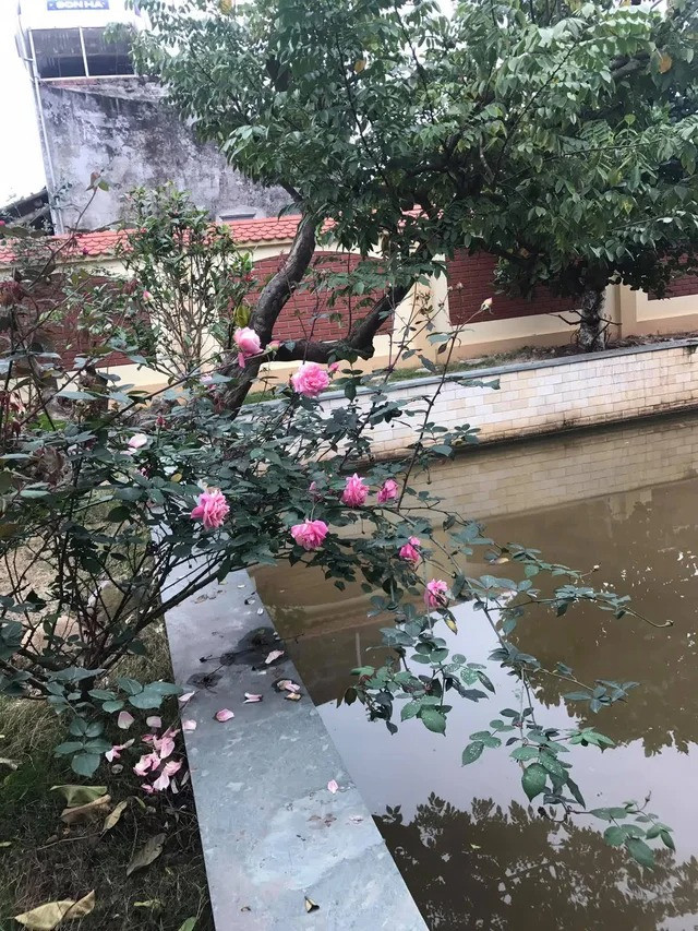 Cận cảnh biệt phủ gỗ lim rộng 1.000m2 ở Nam Định - Hình 9 Can canh biet phu go lim rong 1.000m2 o Nam Dinh-Hinh-9