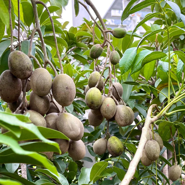 Ngắm vườn trái cây trĩu quả trong biệt thự của Quyền Linh - Hình 2 Ngam vuon trai cay triu qua trong biet thu cua Quyen Linh-Hinh-2