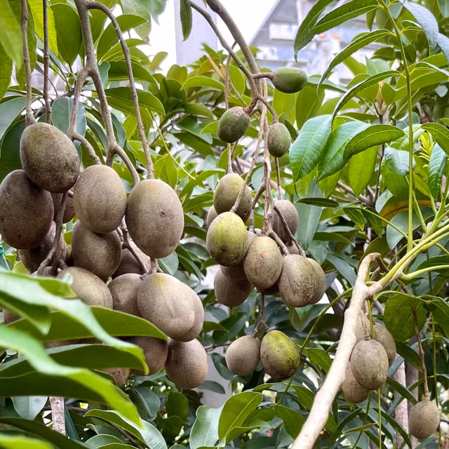 Ngam vuon trai cay triu qua trong biet thu cua Quyen Linh-Hinh-2