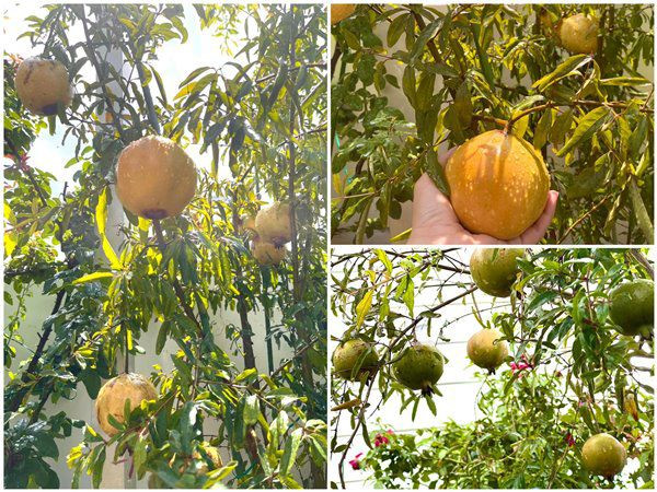 Ngắm vườn trái cây trĩu quả trong biệt thự của Quyền Linh - Hình 3 Ngam vuon trai cay triu qua trong biet thu cua Quyen Linh-Hinh-3