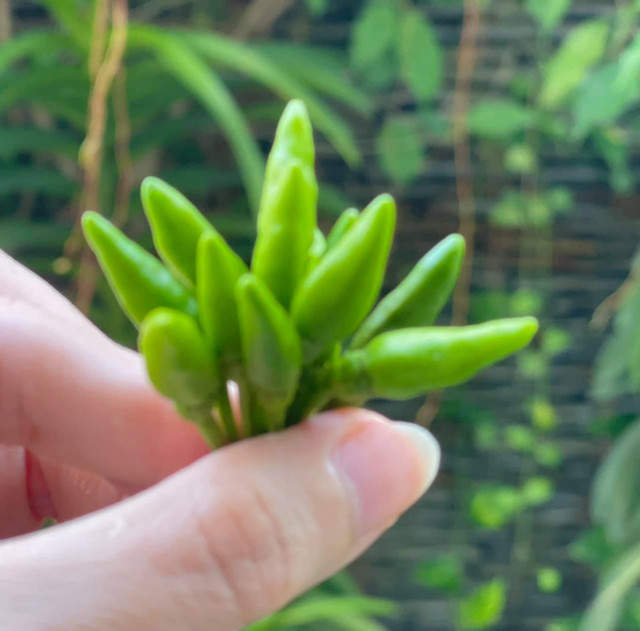 Ngắm vườn trái cây trĩu quả trong biệt thự của Quyền Linh - Hình 10 Ngam vuon trai cay triu qua trong biet thu cua Quyen Linh-Hinh-10