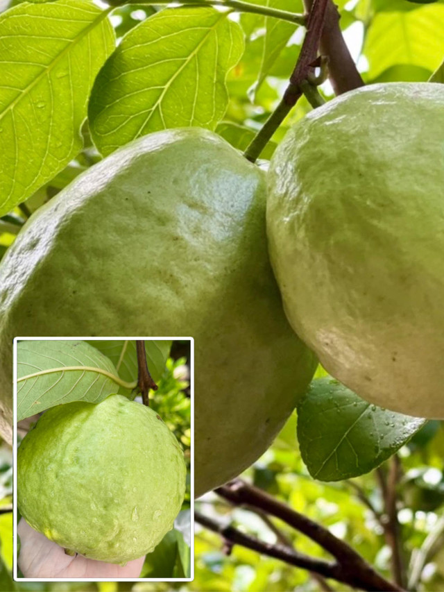 Ngắm vườn trái cây trĩu quả trong biệt thự của Quyền Linh - Hình 5 Ngam vuon trai cay triu qua trong biet thu cua Quyen Linh-Hinh-5